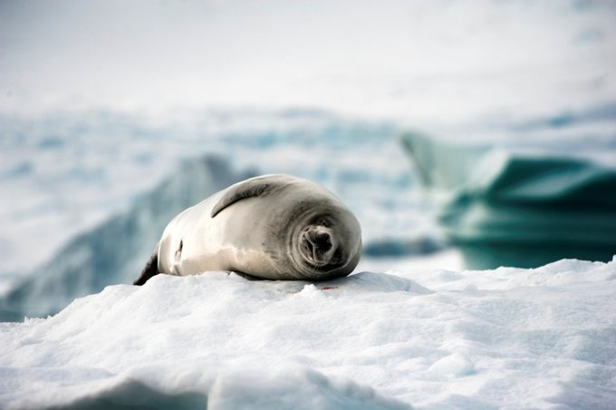 海豹介绍图片 海豹介绍图片
