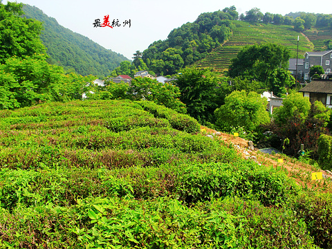 龙井山园茶文化村旅游景点图片