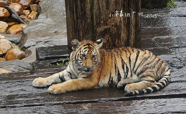 亲子游广州,美食嗨翻天