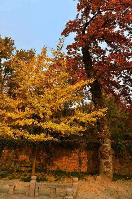 初冬访红林——记天平山风景区小游