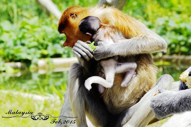 拉卜湾长鼻猴保护区