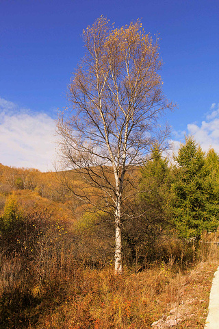 这棵独立的树,挺拔,修长,不同群,像个美男子.稀饭.
