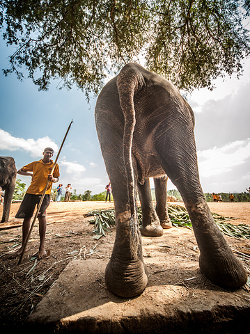 成年大象鼻子一卷就能搬一大根木头或者一大捆树叶可以喷水洗澡在池子