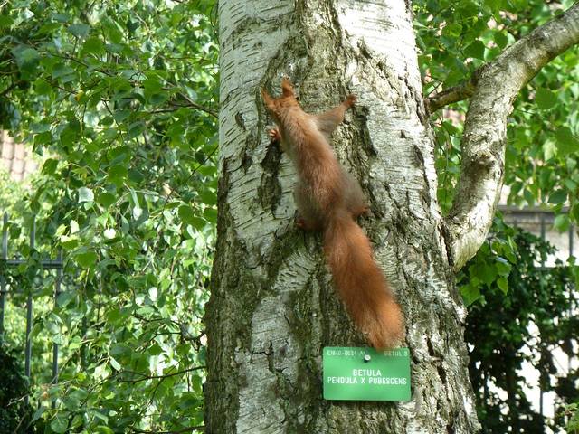 哥本哈根大学植物园