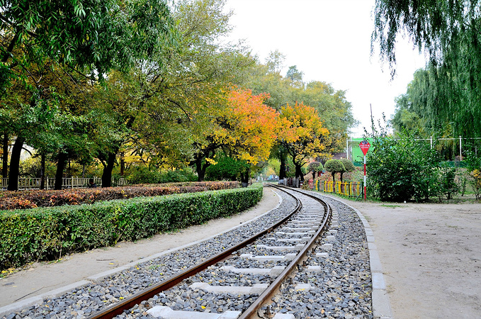 一地黄叶,仿佛能听到落叶的声音篱笆墙爬满了藤蔓,叶已翻红,对望黄叶