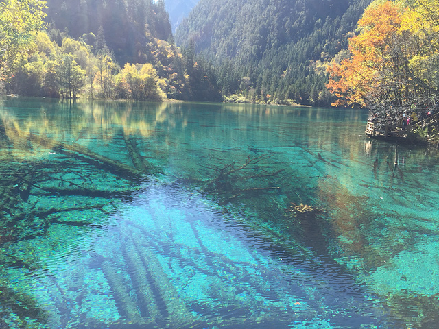 "五花海是湖水最清的地方，水中一切均清晰可见，湖水因观看角度的不同呈现不同的色彩_九寨沟-五花海"的评论图片