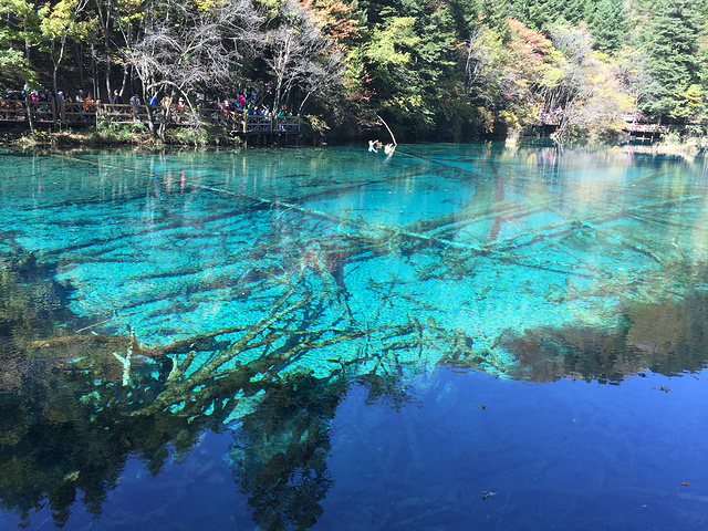 "五花海是湖水最清的地方，水中一切均清晰可见，湖水因观看角度的不同呈现不同的色彩_九寨沟-五花海"的评论图片