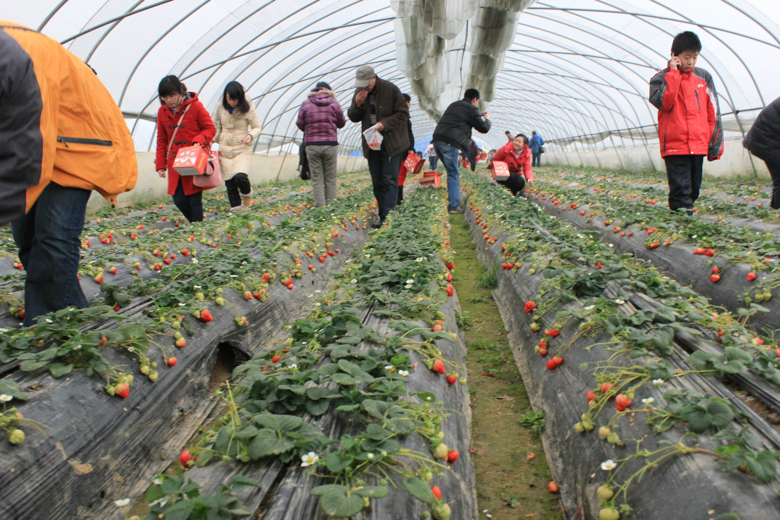 所以,在草莓节和梅花节举办的交叉季节去傅家边,绝对的一举两得,双喜