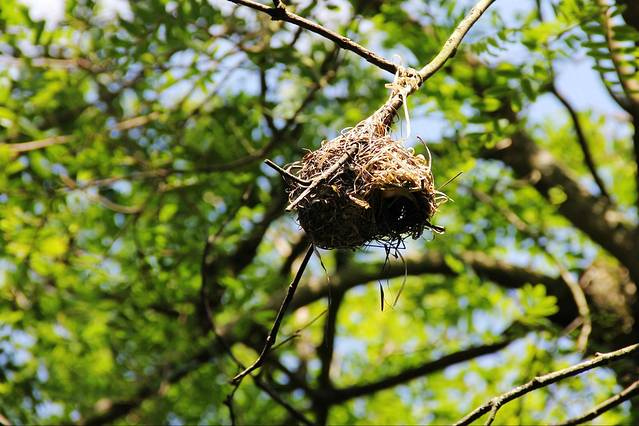 尼莫-迪士尼动物王国的音乐家