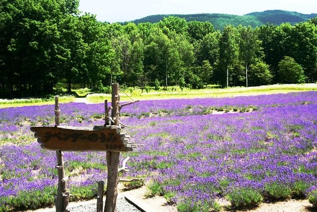 富良野高地薰衣草田
