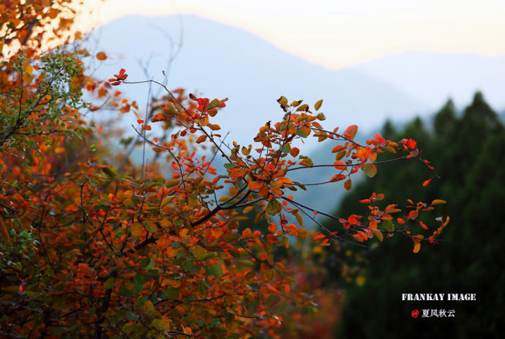 "百望山森林公园最引人注目的是红叶节，在每年的10月下旬至11月上旬为最佳观赏期_百望山森林公园"的评论图片