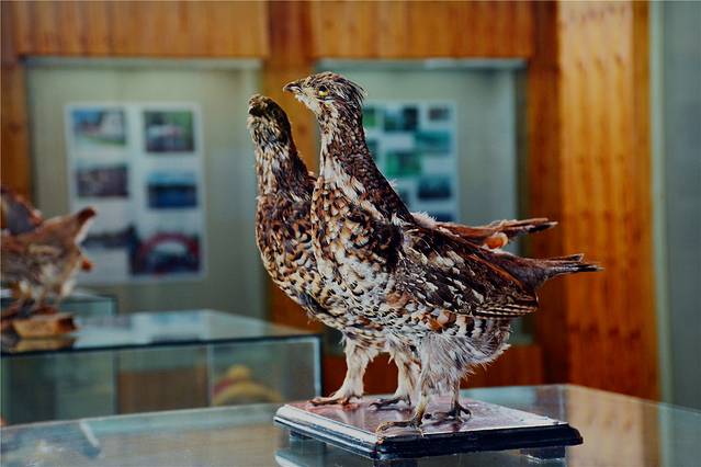 鄂伦春民族博物馆