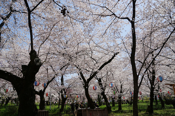 之密集,绝对会让樱花控们发出尖叫的,如果你是要去金阁寺的,不妨提前