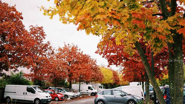 梵维斯跳蚤市场