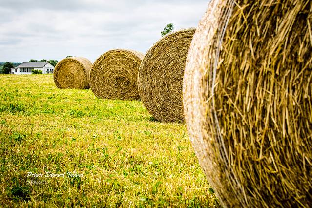 爱德华王子岛国家公园