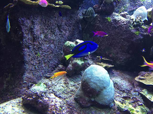 迪拜失落的空间水族馆