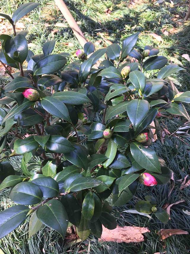 阳江市区森林公园