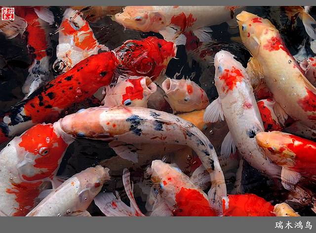 锦鲤:利也,鱼也,象征着大吉大利——富足有余,盛世丰年,好运吉祥!