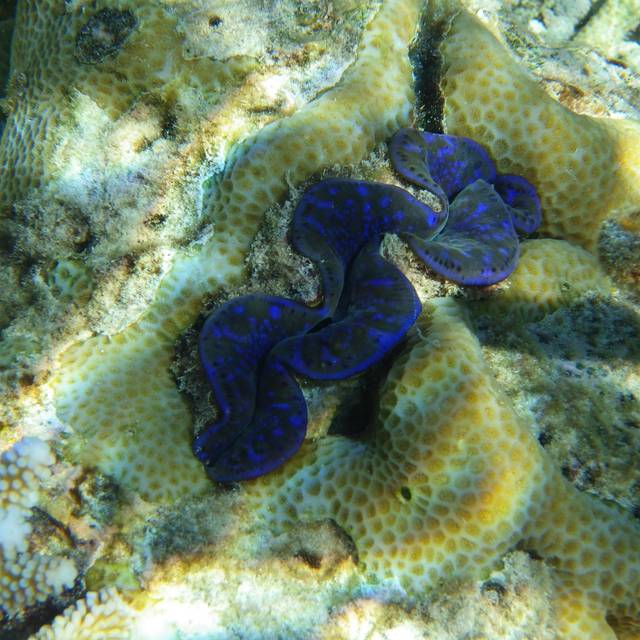 卓美亚德瓦纳芙希岛