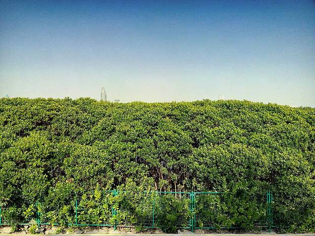 红树林海滨生态公园