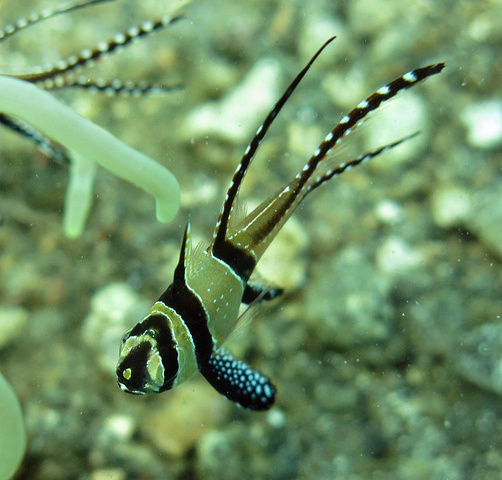 peacock tail anemone shrimp 孔雀尾海葵虾,尾巴很漂亮哦~四处可见的