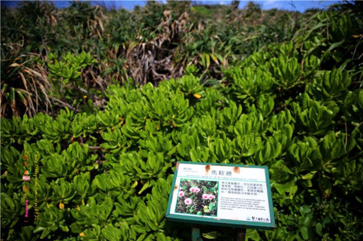 2017.感受生态平衡的景象,为了知道爱护环境的