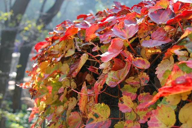 万仙楼（望仙楼）