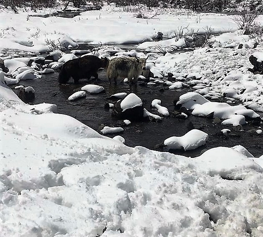 "经过昨天海拔较高的梦笔山，我觉得我爬玛嘉沟这座雪山完全不用担心高反了。木栈道上的羊群_玛嘉沟"的评论图片