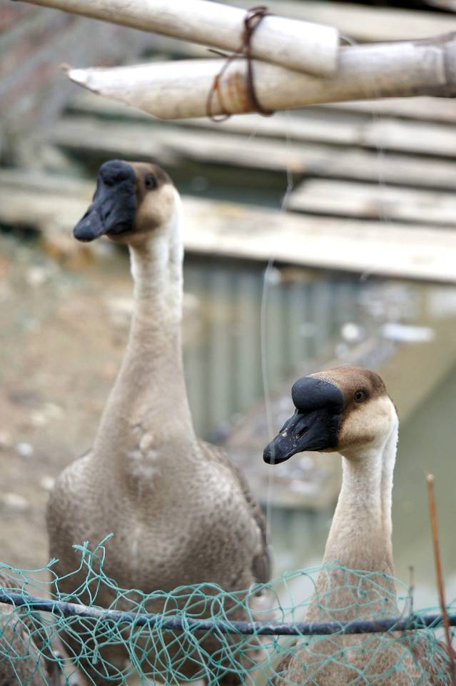 化龙农业大观园