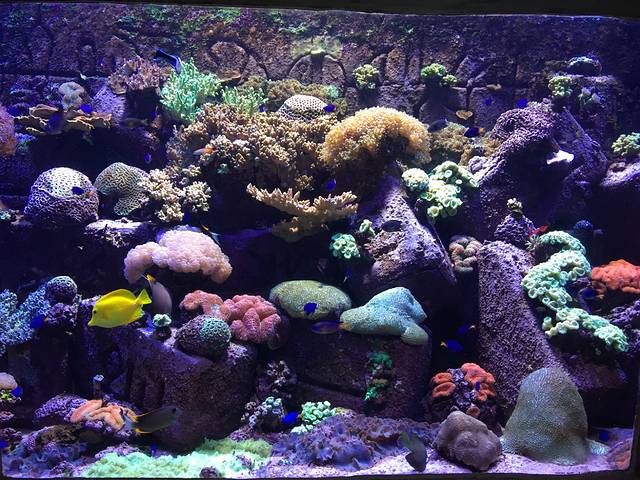 迪拜失落的空间水族馆