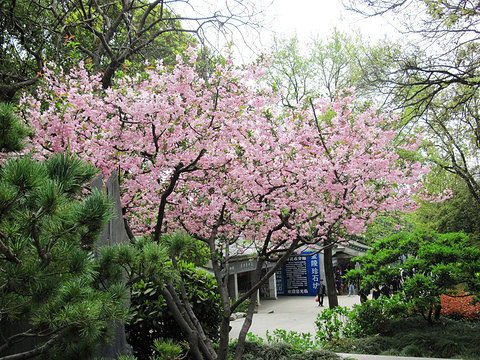 中山陵景区旅游景点攻略图