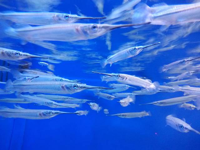 上海长风海洋世界