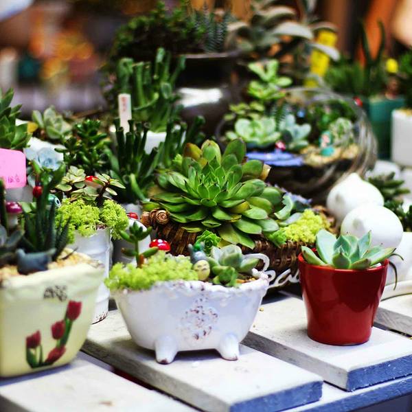 2019荷兰花卉小镇门票,深圳荷兰花卉小镇游玩