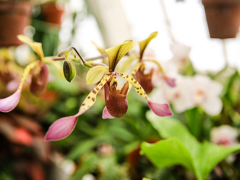 21温室花园 旅游攻略 门票 地址 问答 游记点评 旧金山旅游旅游景点推荐 去哪儿攻略