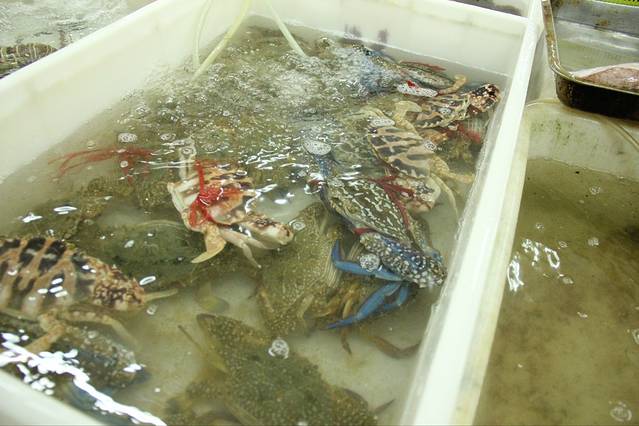 南强海鲜加工广场