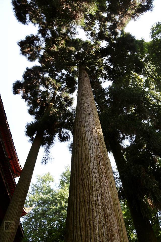连雨不知春去，一晴方觉夏深--成都七日游
