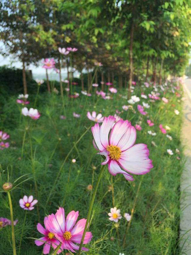 明月村,大梁酒庄我们骑行来过