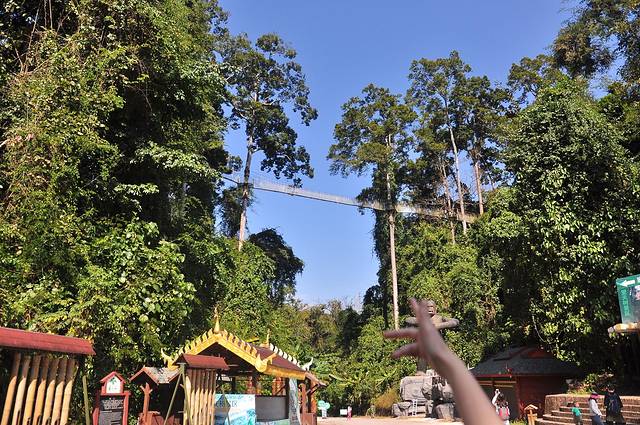 望天树树冠走廊