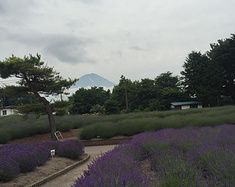 京都,富士山6日游