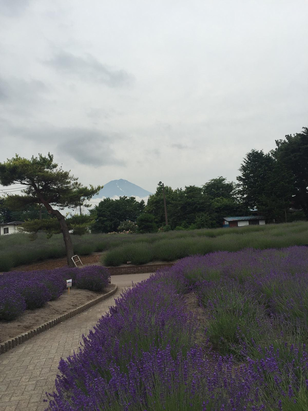 京都,富士山6日游