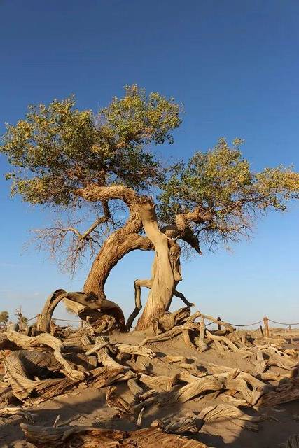 夫妻树"生死相依"