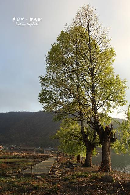 其实这是情人树旁边的早恋树.情人树已经秃顶了,早恋树还勉强看得.