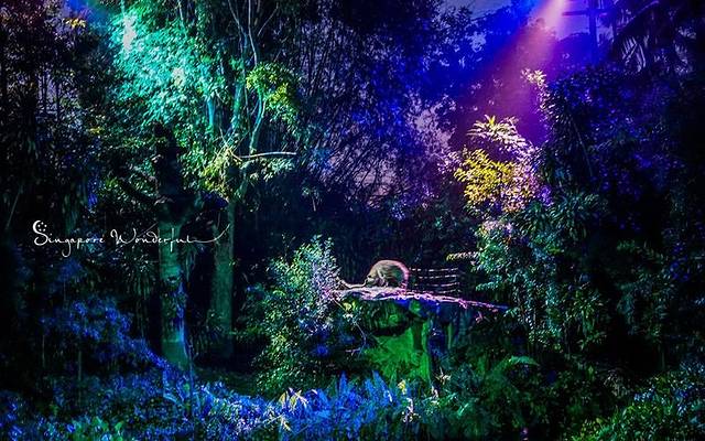 新加坡夜间野生动物园