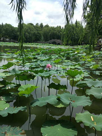 "在西施故里景区的小店里都有出售，一杯不过5元，感觉吃了比冰淇淋什么的解渴多了，去诸暨游玩最好不要错过_西施故里"的评论图片