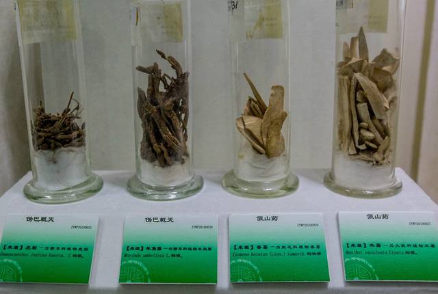 广东中医药博物馆