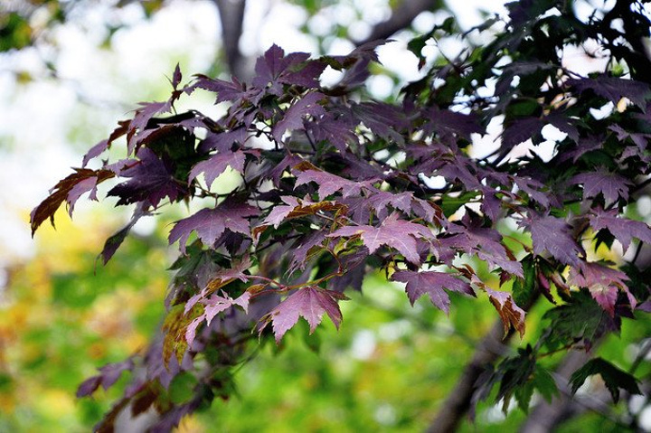 绿石谷的溪水丰盈,大小瀑布如洁白绸缎般在苔藓碧绿的