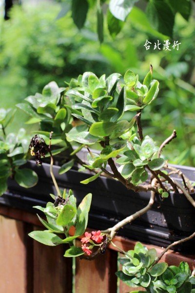 105台湾台北市松山区富锦街