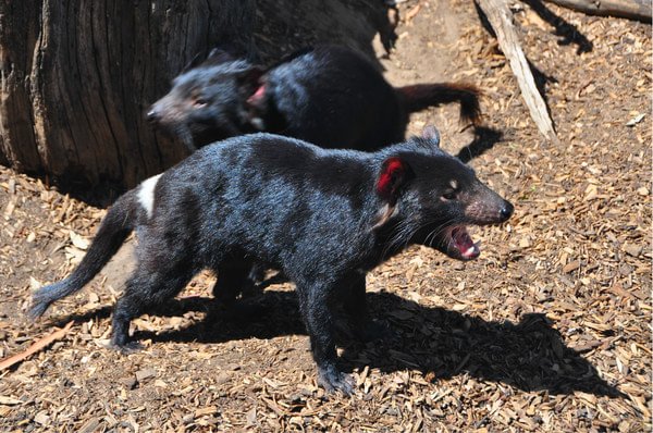 波诺朗野生动物保护区