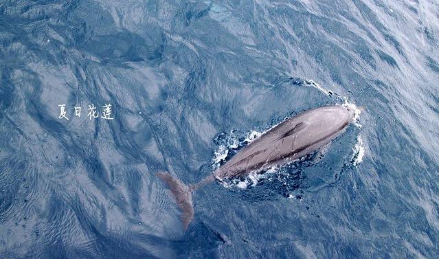 渔港赏鲸休闲码头