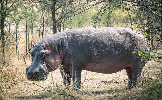 去坦桑尼亚,看非洲大草原最原始的动物世界
